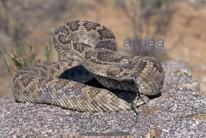 : Mojave Rattlesnake : Mojave Rattlesnake