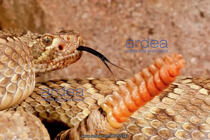 : Mojave Rattlesnake, Crotalus scutulatus : Mojave Rattlesnake, Crotalus scutulatus