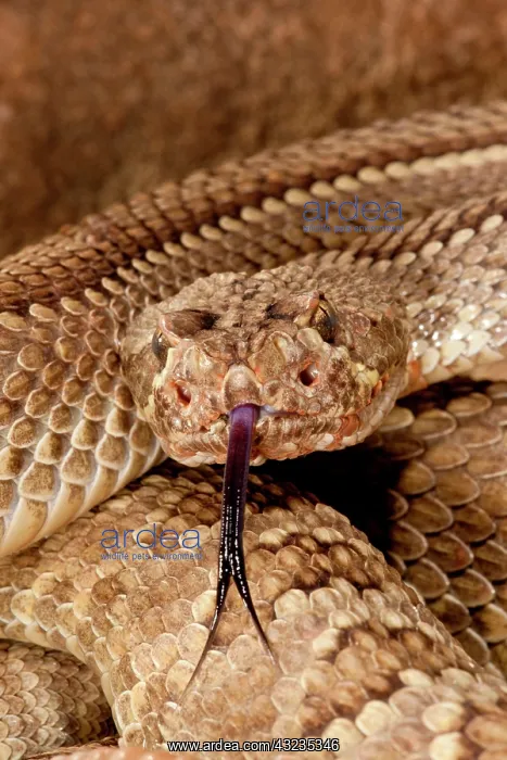 : Mojave Rattlesnake, Crotalus scutulatus : Mojave Rattlesnake, Crotalus scutulatus