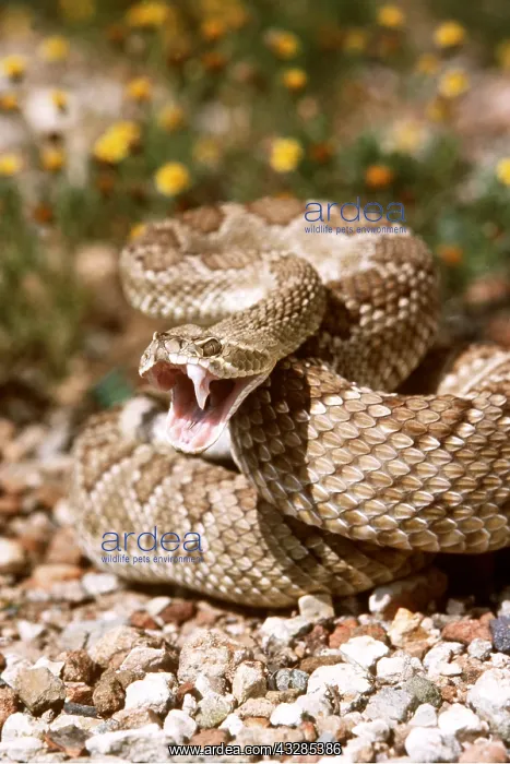 : MOJAVE RATTLESNAKE - showing fangs in defensive display : MOJAVE RATTLESNAKE - showing fangs in defensive display