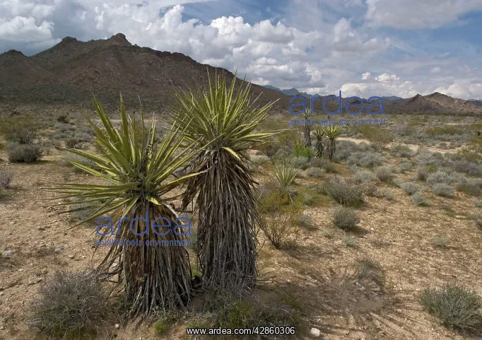: Mojave Yucca - Providence Mountains in background : Mojave Yucca - Providence Mountains in background