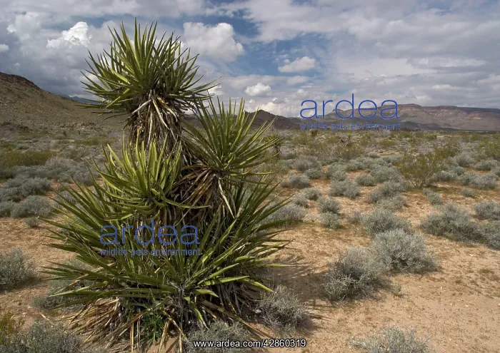 : Mojave Yucca - with Providence mountains in background : Mojave Yucca - with Providence mountains in background