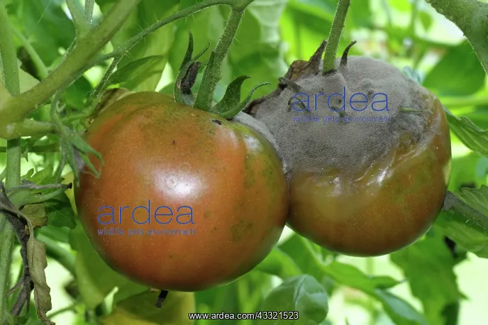 : Mold mycelium on tomato : Mold mycelium on tomato