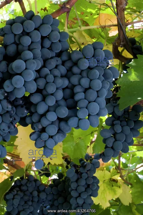 : The Moldova variety of black (blue) table : The Moldova variety of black (blue) table