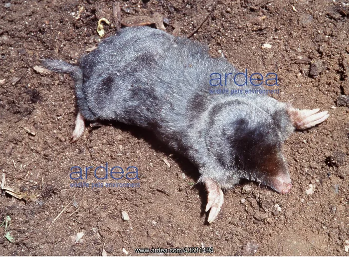 : MOLE : MOLE