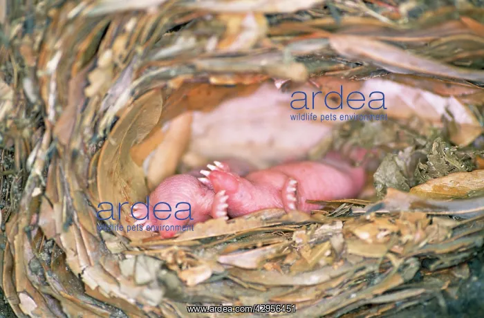  : Mole - babies in nest