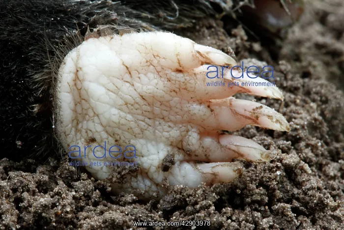 : Mole - close-up of foot : Mole - close-up of foot