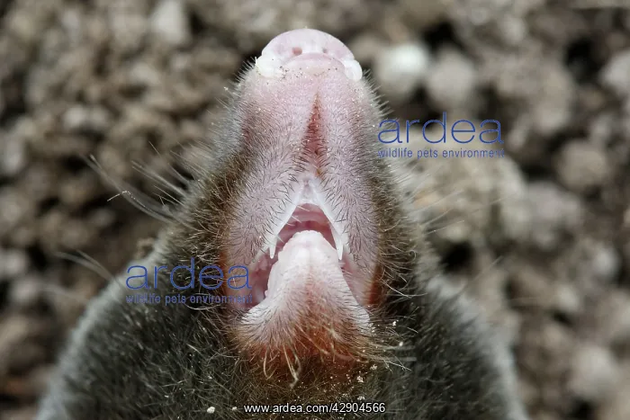 : Mole - close-up of nose : Mole - close-up of nose