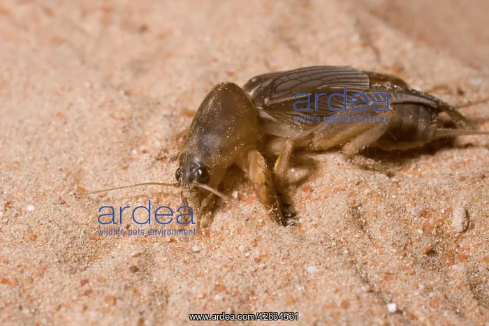 : Mole Cricket : Mole Cricket