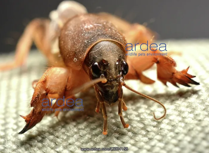  : Mole Cricket (a sporadic pest in tropical