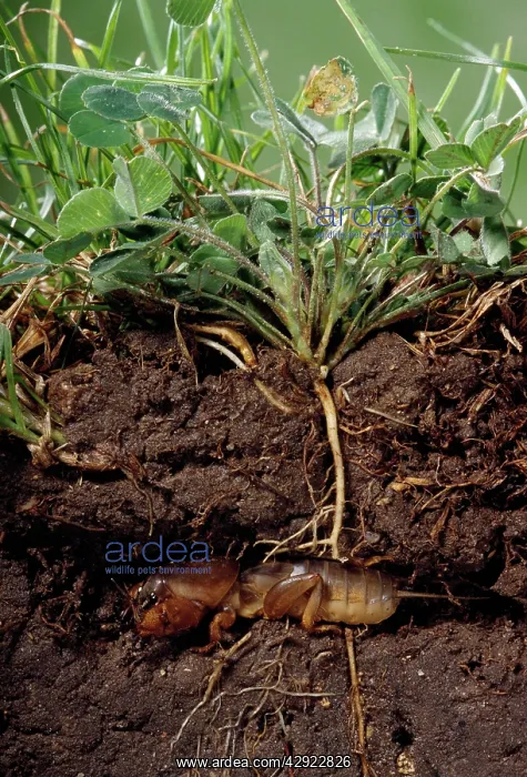 : Mole Cricket - digging underground hole : Mole Cricket - digging underground hole