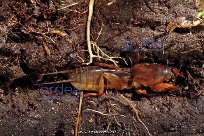 : MOLE CRICKET - underground, cross-section of earth / soil : MOLE CRICKET - underground, cross-section of earth / soil