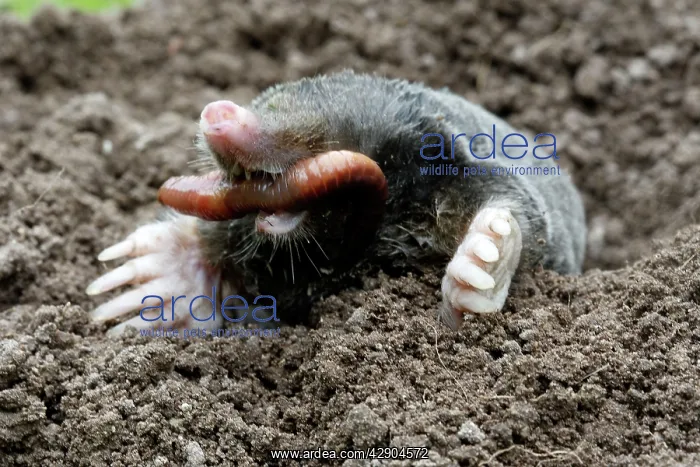  : Mole - eating worm