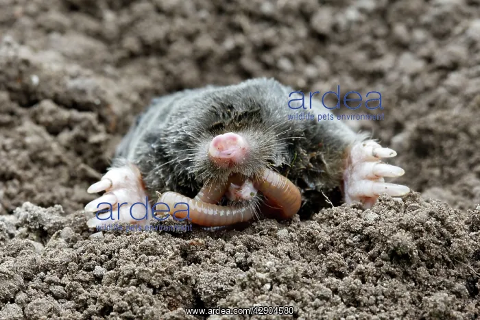 : Mole - eating worm : Mole - eating worm