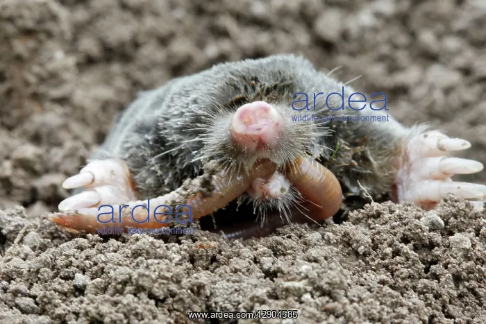 : Mole - eating worm : Mole - eating worm