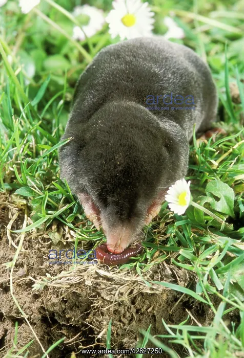 : MOLE - eating a worm near its hole : MOLE - eating a worm near its hole