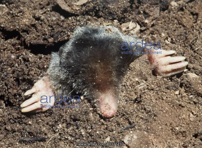 : MOLE - emerging : MOLE - emerging