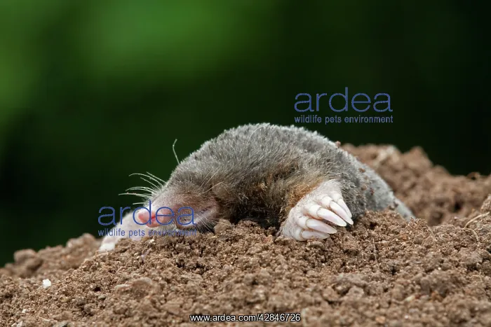 : Mole - emerging from hole : Mole - emerging from hole