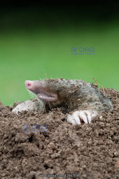  : Mole - emerging from hole