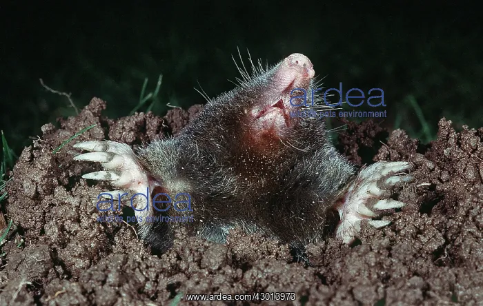 : Mole emerging from hole in ground - at night (Talpa europaea) : Mole emerging from hole in ground - at night (Talpa europaea)