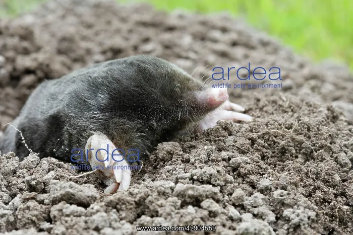 : Mole - emerging from molehole in lawn : Mole - emerging from molehole in lawn
