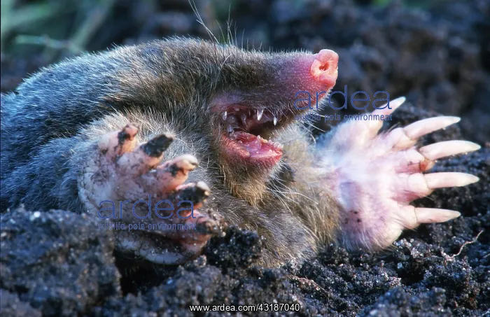 : Mole European mole (Talpa europaea) digging a tunnel : Mole European mole (Talpa europaea) digging a tunnel