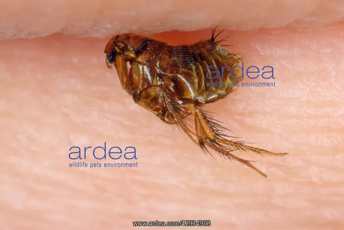 : Mole Flea - on human skin : Mole Flea - on human skin