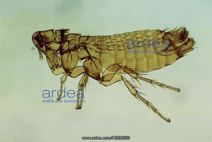 : Mole flea - male, x 10 magnification : Mole flea - male, x 10 magnification