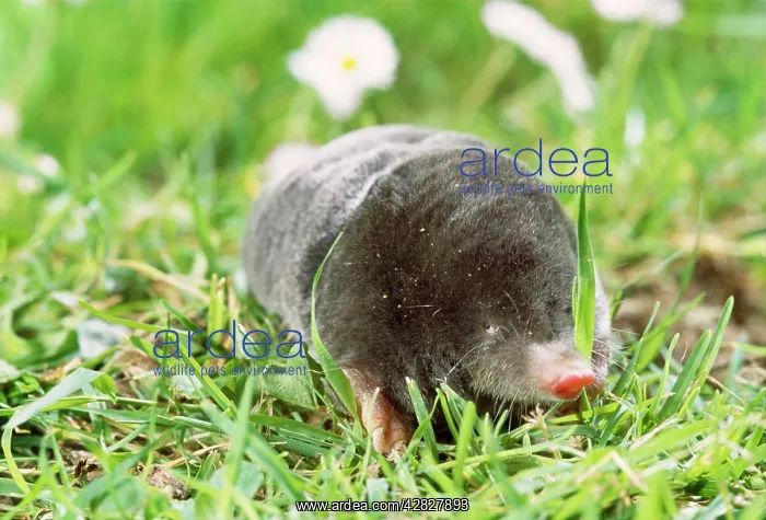: Mole - foraging on surface : Mole - foraging on surface