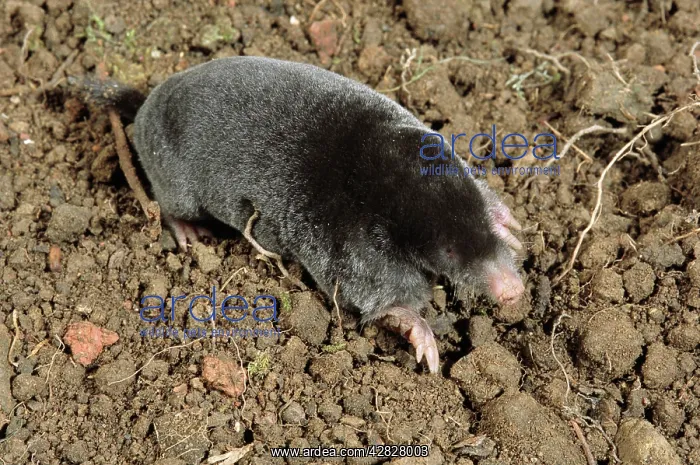 : MOLE - FORAGING ON SURFACE : MOLE - FORAGING ON SURFACE