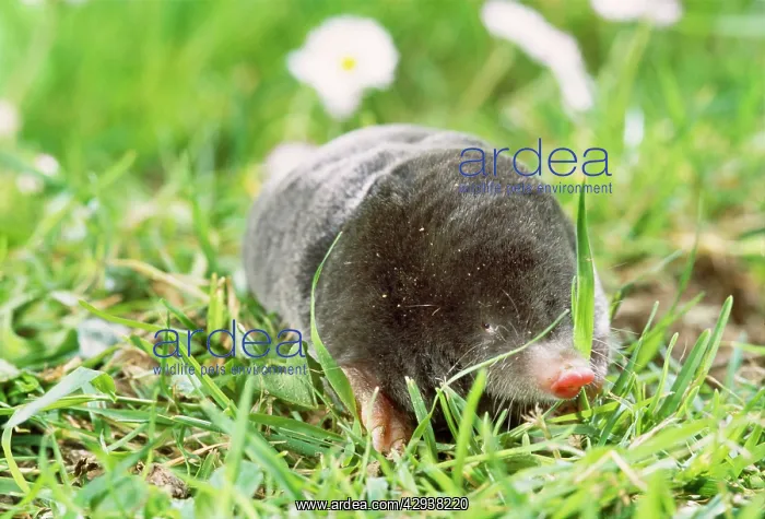 : MOLE - FORAGING ON SURFACE : MOLE - FORAGING ON SURFACE