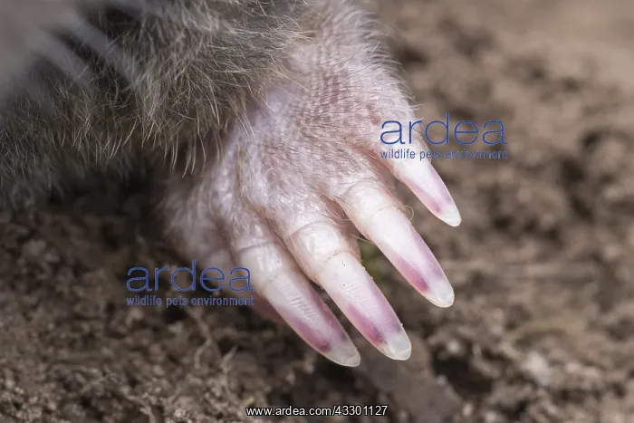: Mole forefoot with digging claws - Norfolk UK : Mole forefoot with digging claws - Norfolk UK