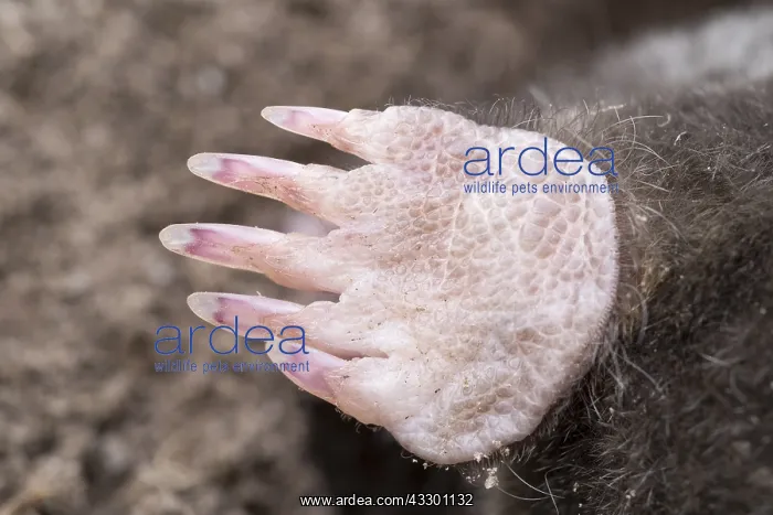 : Mole forefoot with digging claws - Norfolk UK : Mole forefoot with digging claws - Norfolk UK