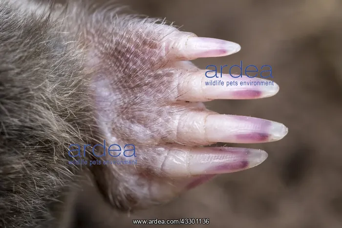 : Mole forefoot with digging claws - Norfolk UK : Mole forefoot with digging claws - Norfolk UK