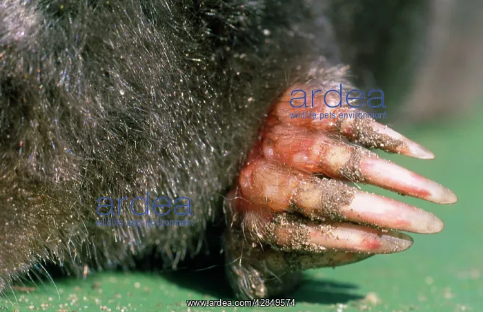 : Mole - front paw : Mole - front paw