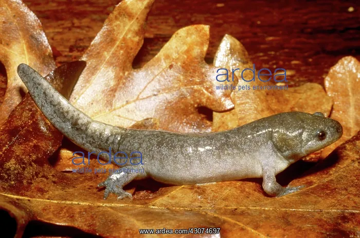 : Mole Salamander : Mole Salamander