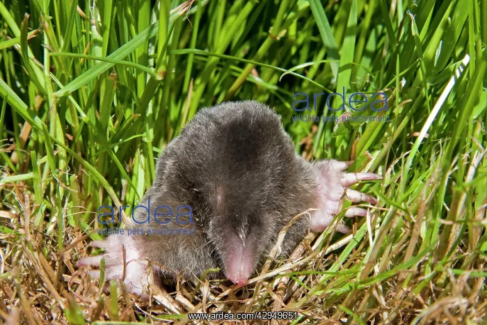 : Mole - Single adult emerging into the open : Mole - Single adult emerging into the open