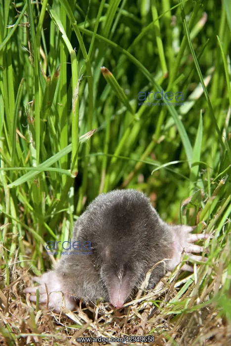 : Mole - Single adult emerging into the open : Mole - Single adult emerging into the open