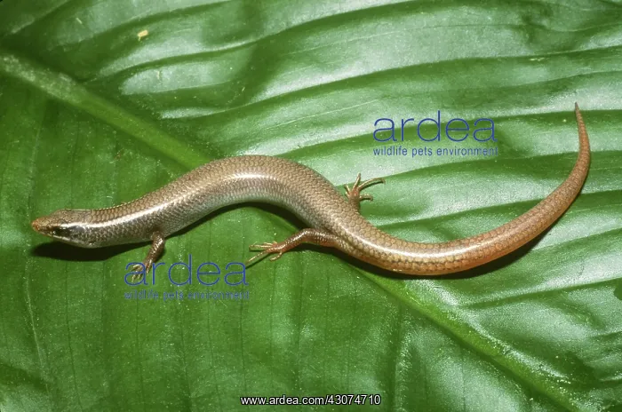 : Mole Skink : Mole Skink