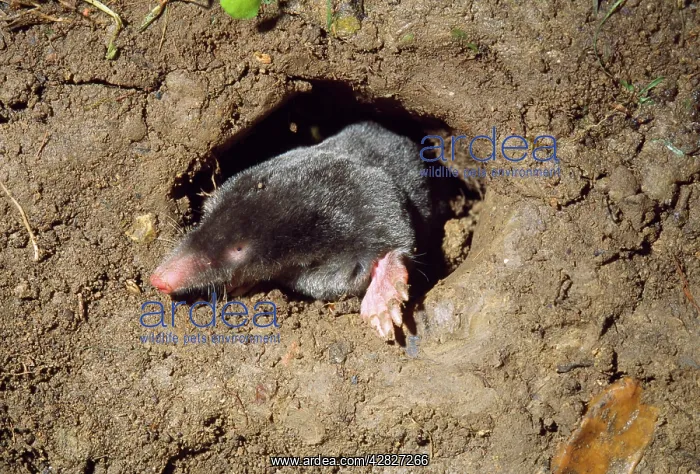  : Mole - in underground hole