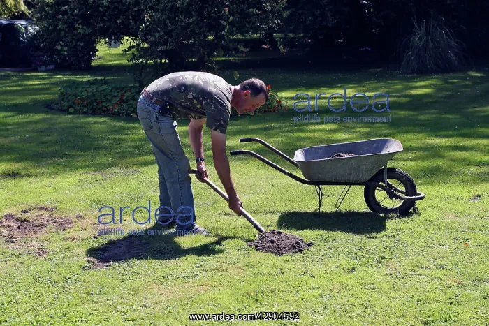 : Molehills - man removing molehills from lawn : Molehills - man removing molehills from lawn