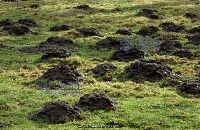  : Molehills - in meadow