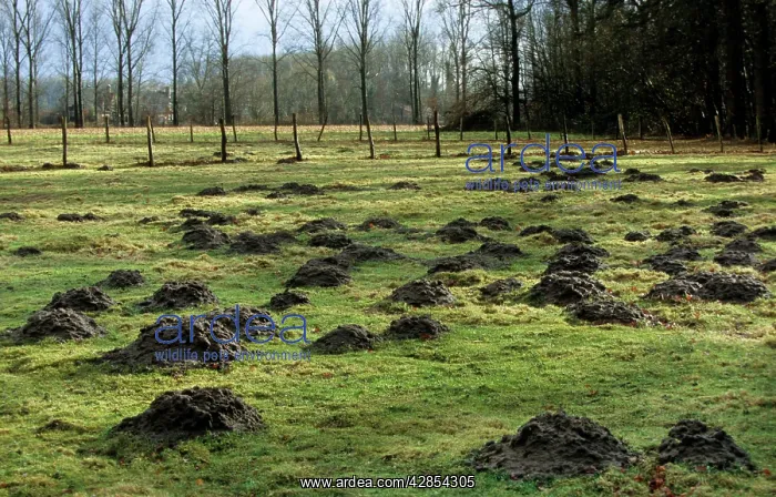 : Molehills - in meadow : Molehills - in meadow