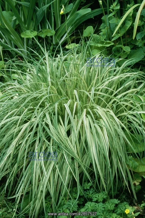 : Molinia Grass - ornamental : Molinia Grass - ornamental