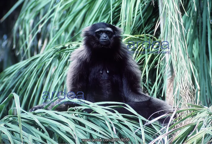 : MOLOCH GIBBON : MOLOCH GIBBON