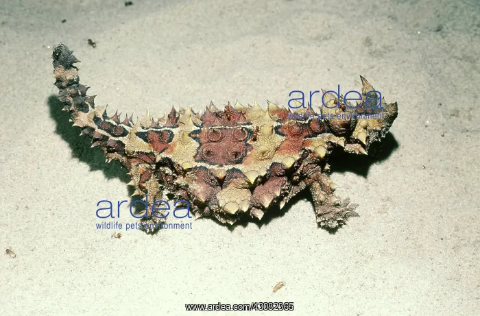 : Moloch Lizard (Moloch horridus) : Moloch Lizard (Moloch horridus)