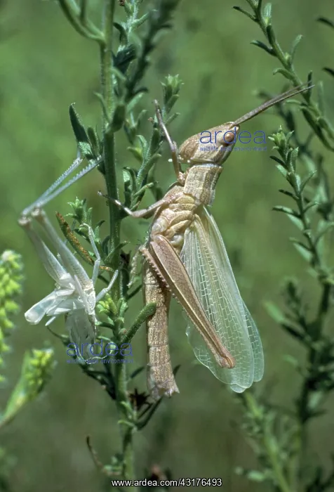 : Molting Grasshopper : Molting Grasshopper