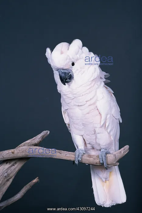 : Moluccan cockatoo : Moluccan cockatoo