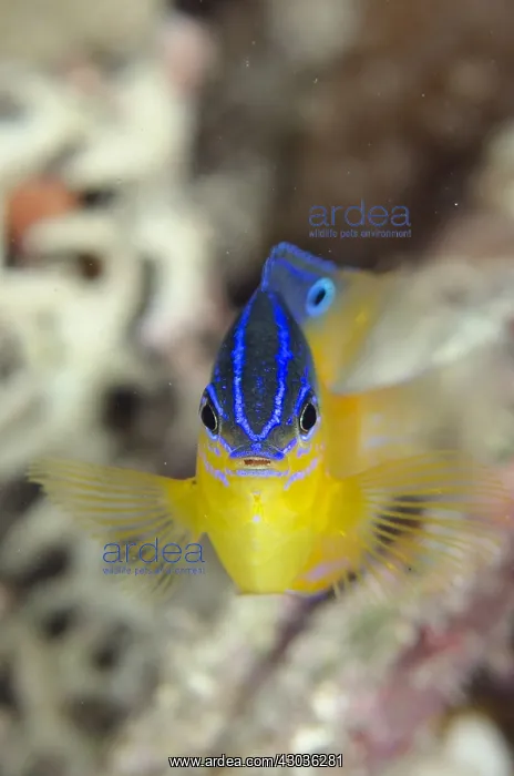 : Moluccan Damsel - Sub-adult - Mangrove Ridge : Moluccan Damsel - Sub-adult - Mangrove Ridge