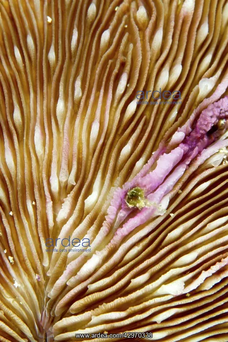 : Moluccen Mushroom Coral : Moluccen Mushroom Coral
